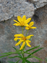 Verbesina oxylepis