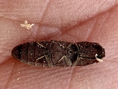 Lacon impressicollis