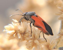 Melanopleurus inflatus