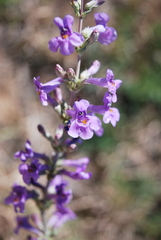 Penstemon fendleri