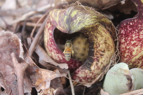 Western Honey Bee photographed in Connecticut