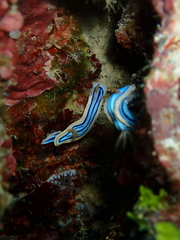 Chromodoris elisabethina