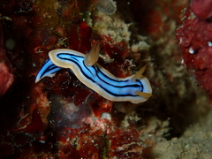 Chromodoris elisabethina
