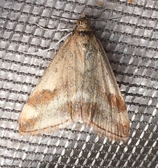 Pyrausta semirubralis