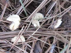 Bursaphelenchus xylophilus