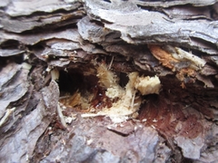 Bursaphelenchus xylophilus