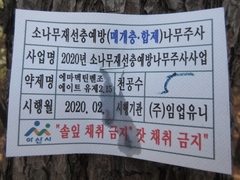 Bursaphelenchus xylophilus