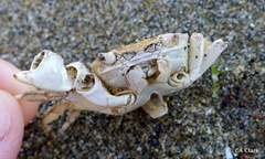 Hemigrapsus crenulatus