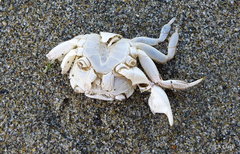 Hemigrapsus crenulatus