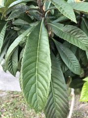 Eriobotrya japonica