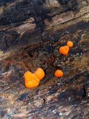 Lycogala epidendrum terrestre