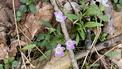 Claytonia caroliniana