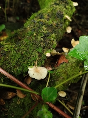 Marasmiellus alliiodorus