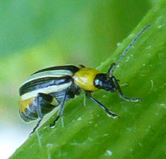 Acalymma trivittatum