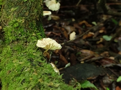 Marasmiellus alliiodorus