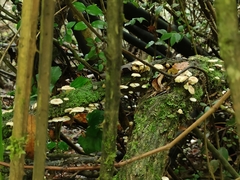 Marasmiellus alliiodorus