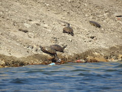 Apalone spinifera pallida