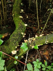 Marasmiellus alliiodorus
