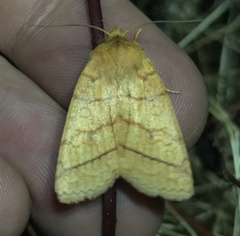 Pyreferra hesperidago