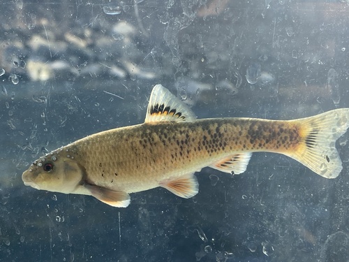 Highland Stoneroller