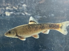 Campostoma spadiceum