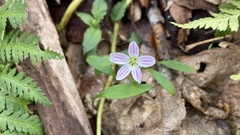 Claytonia caroliniana