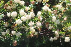 Pimelea ligustrina ciliata