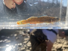 Etheostoma whipplei