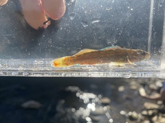 Etheostoma whipplei