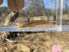 Etheostoma whipplei