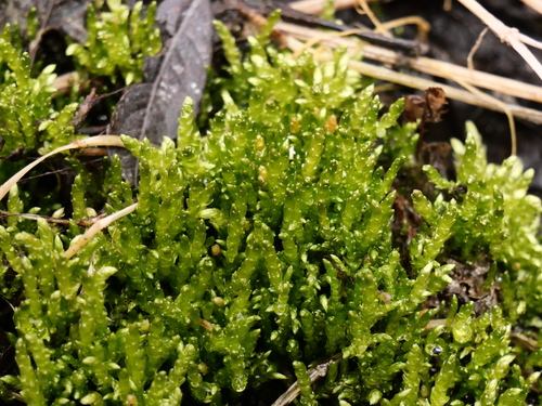 Brachythecium rivulare