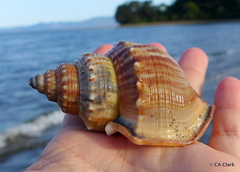 Struthiolaria papulosa