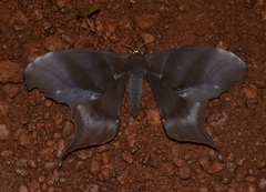 Paradaemonia platydesmia