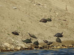 Pseudemys concinna concinna