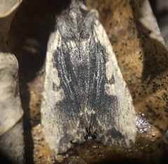 Lithophane hemina