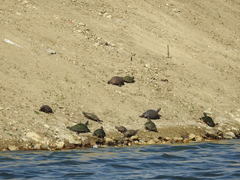 Pseudemys concinna concinna