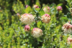 Pimelea ligustrina ciliata