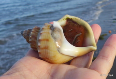 Struthiolaria papulosa