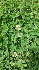 Trifolium repens