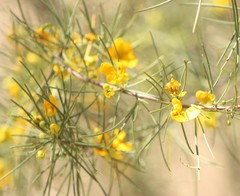 Senna artemisioides circinnata