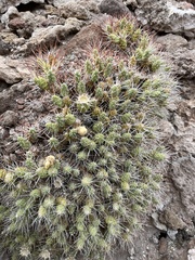 Maihueniopsis camachoi