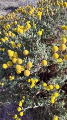 Oncosiphon pilulifer