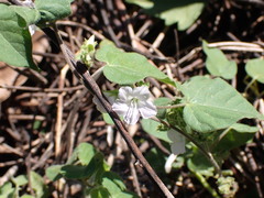 Jacquemontia paniculata