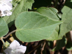 Jacquemontia paniculata