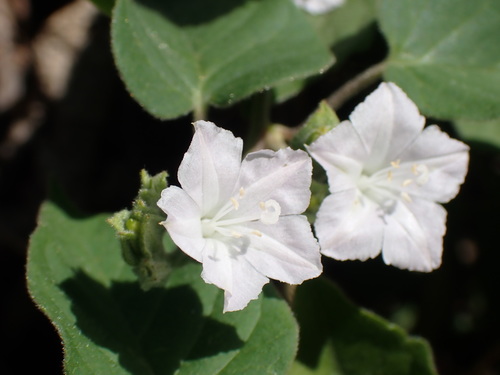 Jacquemontia paniculata (Jacquemontia paniculata)