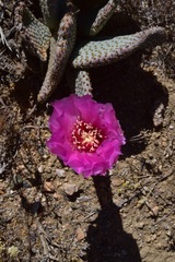Opuntia basilaris