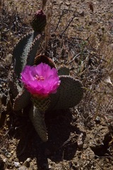 Opuntia basilaris