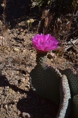 Opuntia basilaris