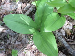 Clintonia umbellulata