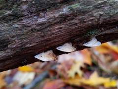 Truncospora wisconsinensis